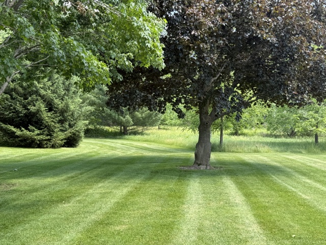Landscape Insect Control