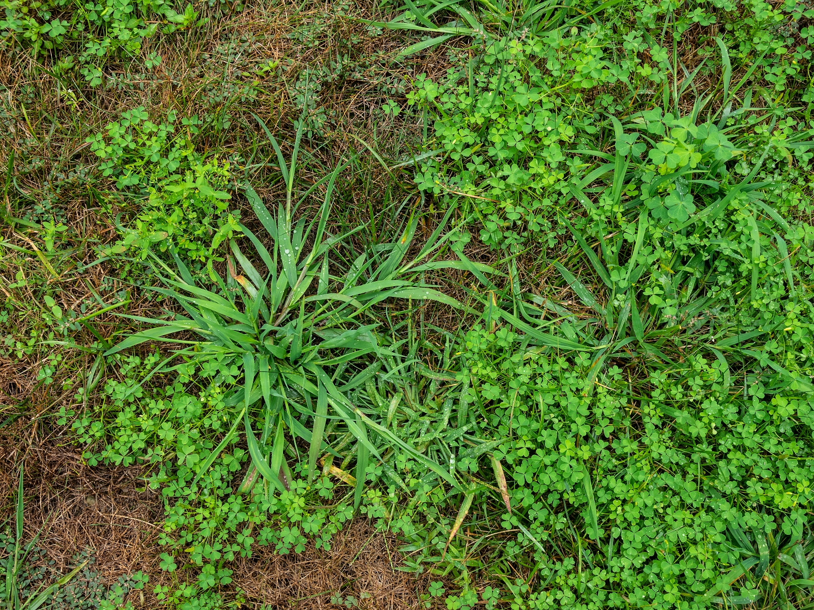 How to Get Rid of Crabgrass in Your Lawn