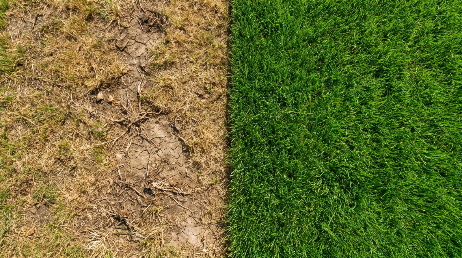 How Often Should You Fertilize Your Garden — and Will It Help in Hot, Dry Spells?