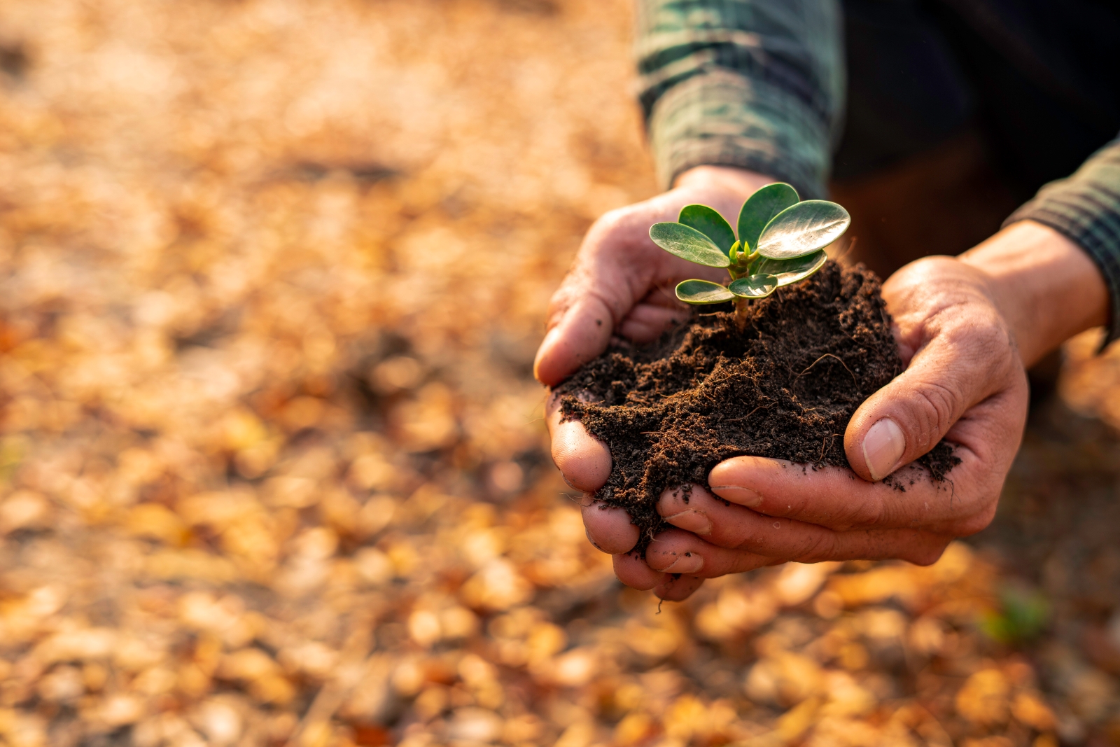 What Do the Numbers on Fertilizer (NPK) Mean?