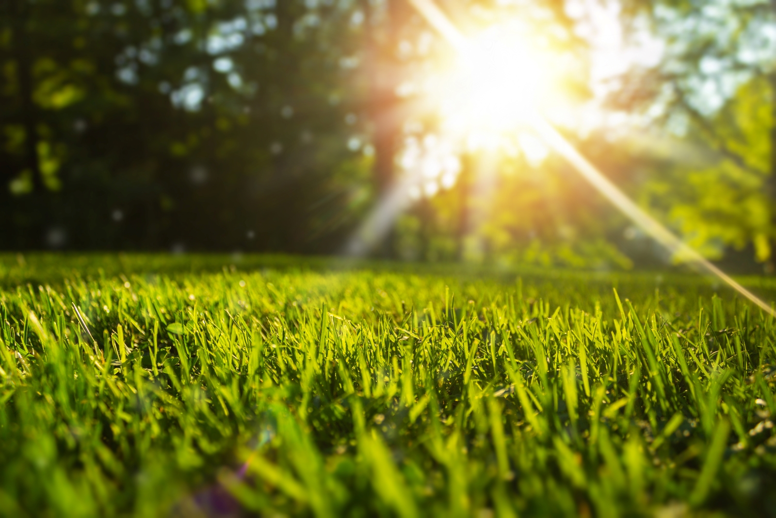 How Often Should You Apply ProPeat to Your Lawn?
