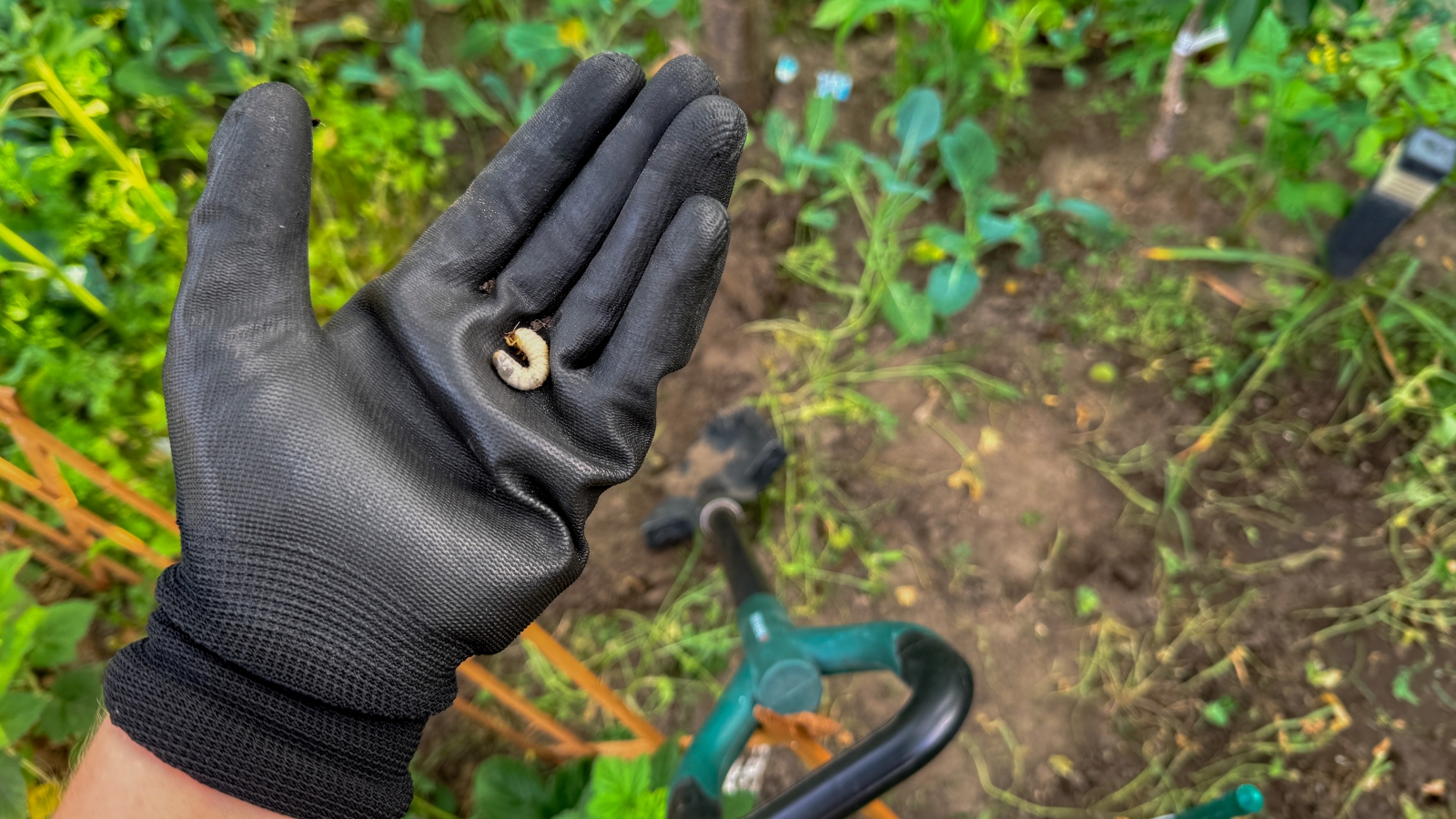 When to Apply Grub Control in Wisconsin