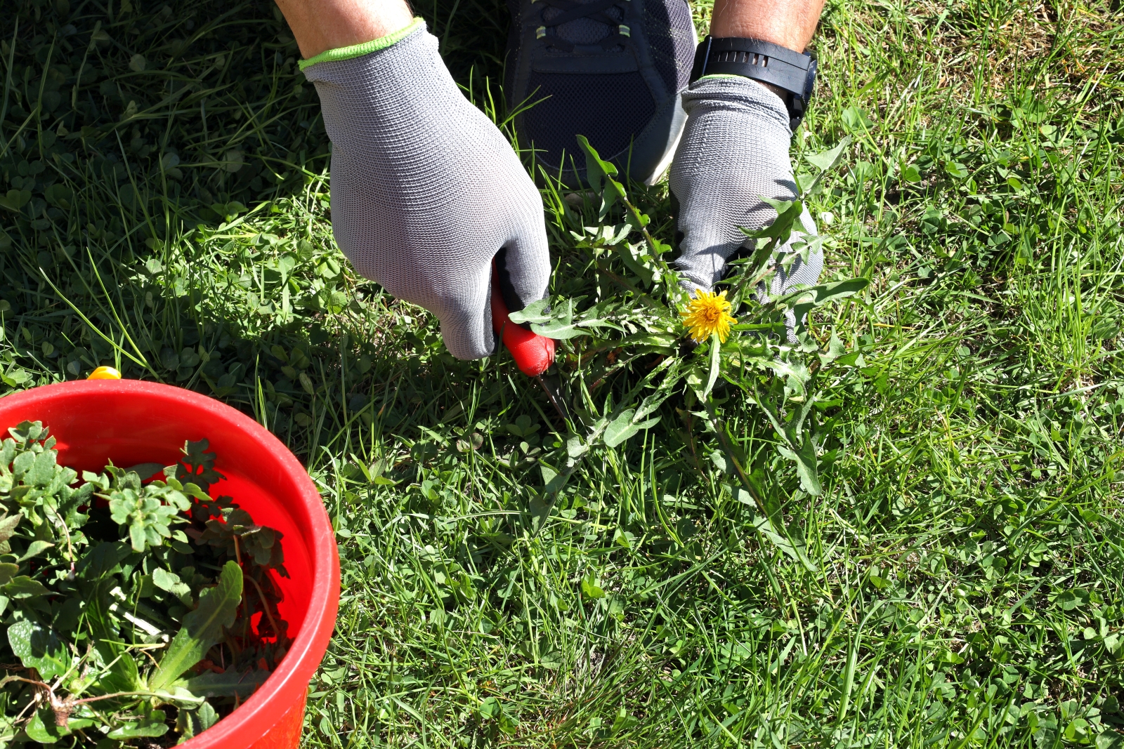 The Most Common Lawn Weeds in Wisconsin (and How to Control Them)
